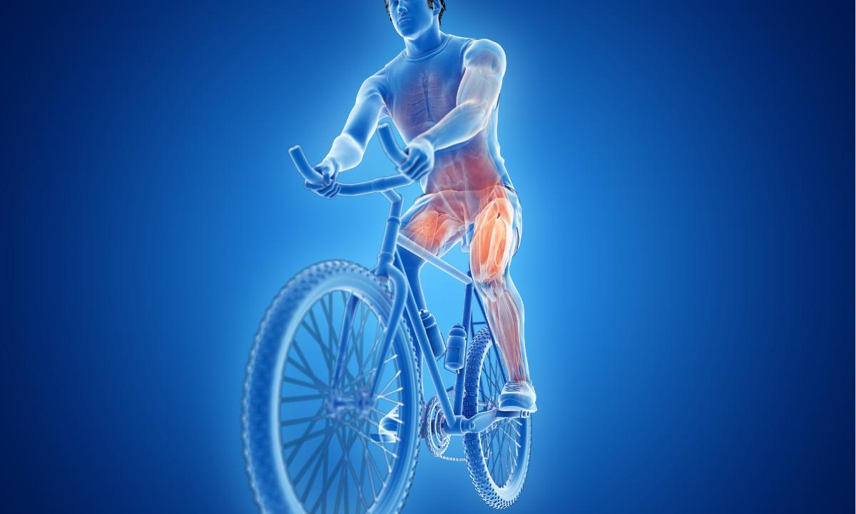 imagem do corpo humando em uma bicicleta, destacando os musculos trabalhados ao pedalar